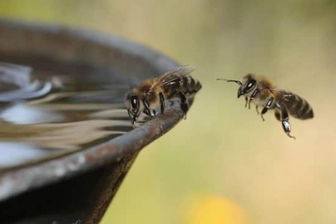 Bees need water
